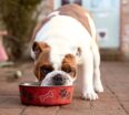 7 POINTS TO CONSIDER WHEN FEEDING YOUR PUPPY.