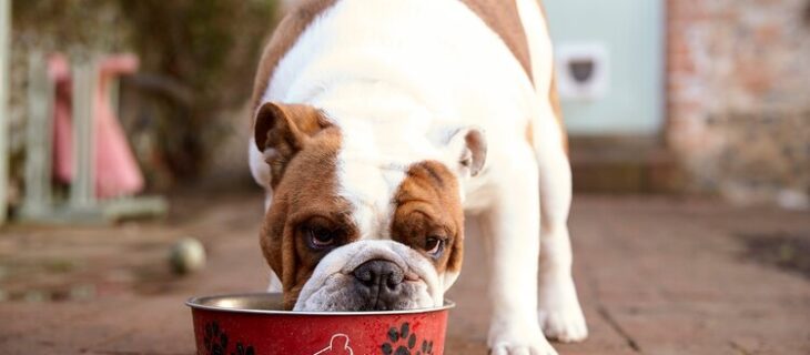 7 POINTS TO CONSIDER WHEN FEEDING YOUR PUPPY.