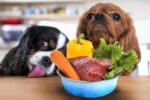HOW TO CHANGE YOUR DOG’S DIET TO A RAW FOOD DIET