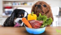 HOW TO CHANGE YOUR DOG’S DIET TO A RAW FOOD DIET